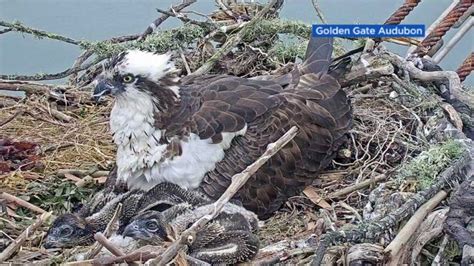 Two Osprey Chicks Born At Richmonds Rosie The Riveter National Park Named Abc7 San Francisco