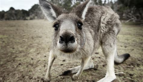 Mengapa Kanguru Banyak Ditemukan Di Australia