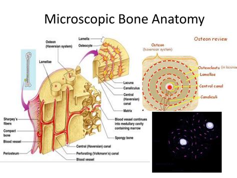 Microscopic Bone Anatomy Anatomy Diagram Book