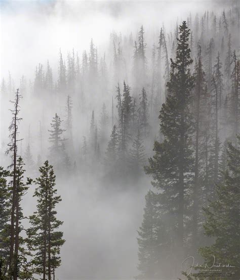 Photos Colorado Rocky Mountain National Park Pine Forest In Mist And Fog