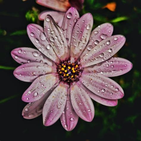 Premium Photo Close Up Of Wet Purple Flower