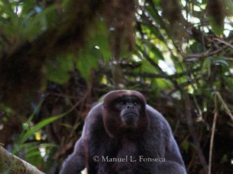 Manuel Leonardo Fonseca Aldana Arthropod Dietary Variation In