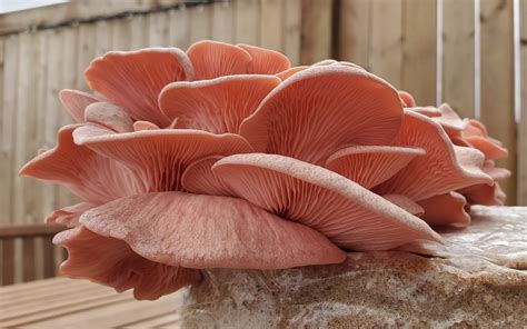 Growing Pink Oyster Mushrooms At Home (Easy Backyard Grow) - FreshCap ...