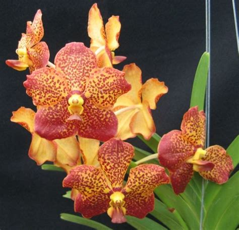 118 best orchid vanda ascocenda images on pinterest