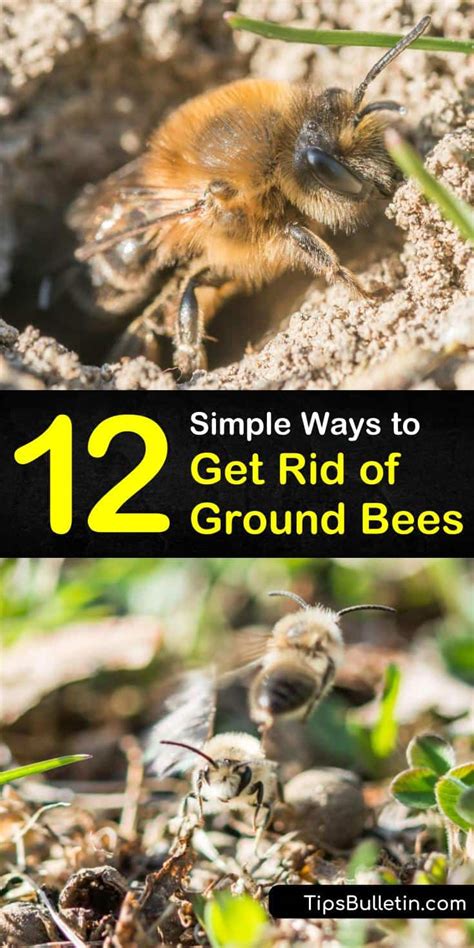 12 Simple Ways To Get Rid Of Ground Bees