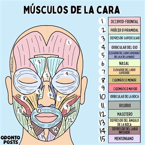Músculos De La Cara En 2021 Anatomía Médica Músculos De La Cara