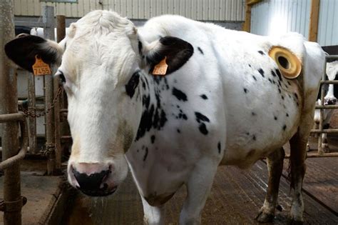 Undercover Footage Shows Cows With Portholes Inserted Into Their