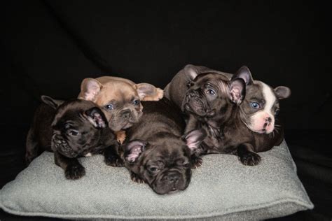 Kennel location los angeles, long beach, anaheim and san franscisco california. French Bulldog Puppies for Sale in Modesto, California