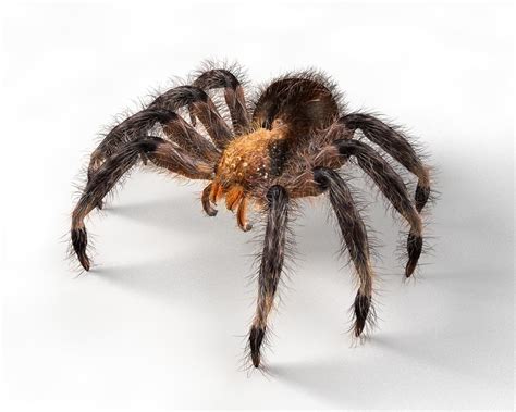 3d Asset Tarantula Spider Rigged Cgtrader