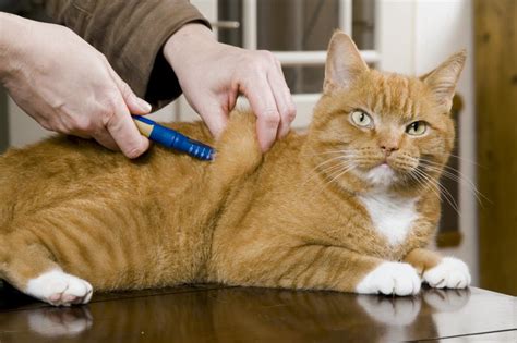 These two documents compare the features of various glucometers and link to the internet sites for the manufacturers. Diabetes in Cats: Easy-to-Follow Guide, Indormation from Vets