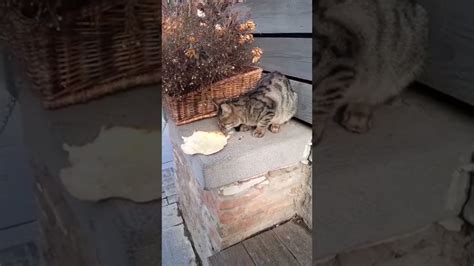 Feeding A Stray Cat Youtube