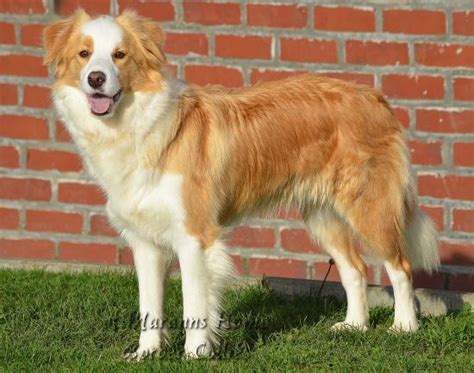Ee Red Border Collie Bo Of Maranns Kennels Red Border Collie