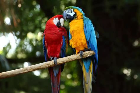 What Is The Difference Between A Parrot And A Macaw