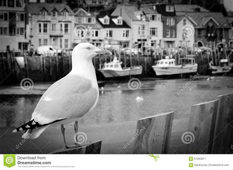 Seagull In A Typically British Seaside Town Setting Stock Image Image