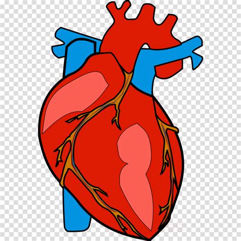 Human Heart Clipart Heart Clip Art Human Body Heart
