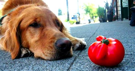 Czy Pies Moze Jesc Bob - Czy pies może jeść pomidory - poznaj odpowiedź na pytanie