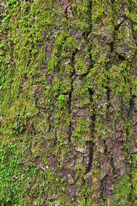 Free Photo Tree Moss Hdr Texture Backdrop Surface Natural Free