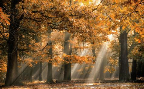 Forest Sun Rays In An Autumn Morning Photograph By Fabrizio Micciche