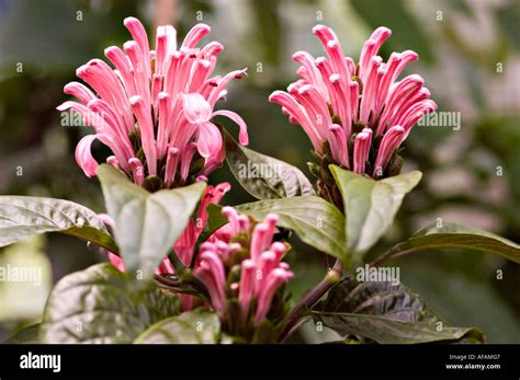 Pink Brazilian Plume Flower Acanthaceae Jacobinia Or Justicia Carnea