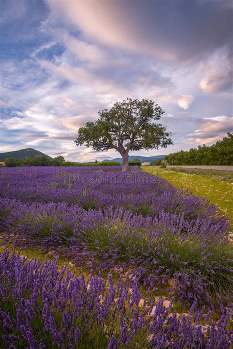 Lavender Fields Surround A Lone Tree In Southern France Stock Photo