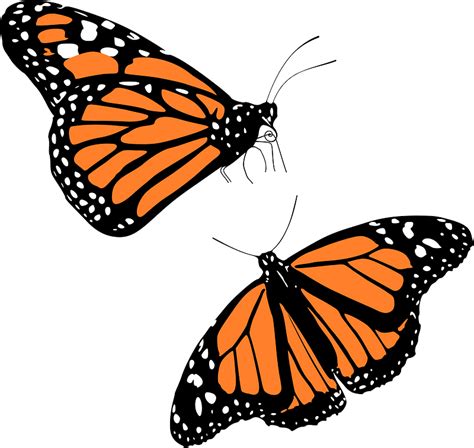 Monarch Butterflies Clipart Free Download Transparent Png Creazilla