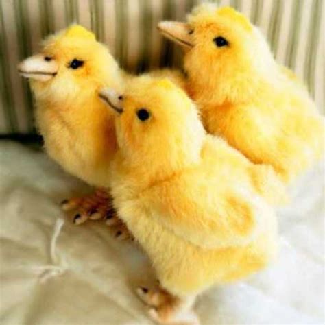Yellow Small Size Poultry Farm Chicks Gender Both At Best Price In Nagercoil Amd Integrated Farms