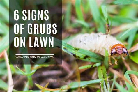 6 Signs Of Grub Damage In Your Lawn 2023 Crabgrasslawn