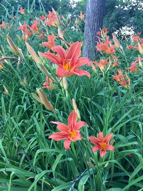 Day lily plants are low maintenance perennial. Pin on Wildflowers