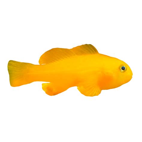 Yellow Clown Goby For Sale Small Petco