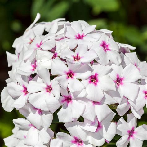 Phlox Paniculata Famous White With Eye Stratford Garden Centre