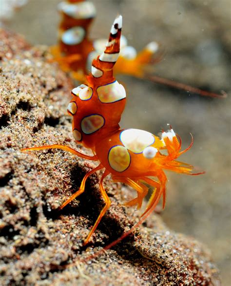 A Veces Sí A Veces No — Cool Critters Sexy Shrimp Thor Amboinensis