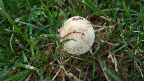 Growing On My Lawn Are They Edible Mushroom Hunting And