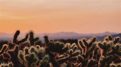 Wallpaper Cactus Desert Wilderness Spiny Evening