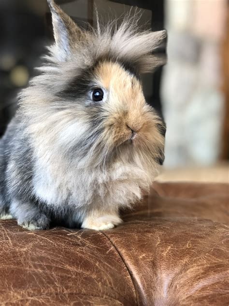 Splotches on may 19, 2020: Holland Lop Rabbits For Sale | Hudson, WI #289872