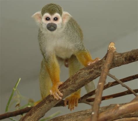 Start studying new complete pet unit 3. Squirrel Monkey Pictures - Primate Care