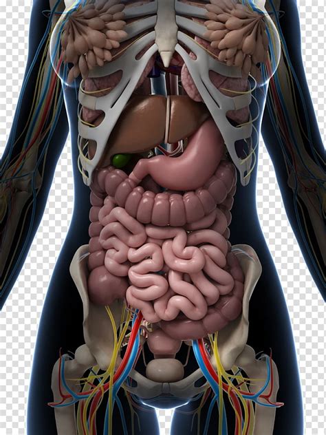 What roles do the digestive, reproductive, and other systems play? Human internal organ illustration, Female human organ ...