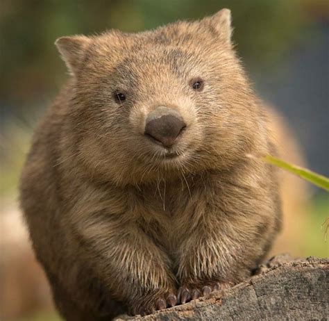 Pin By Cat Murphy On Australia Cute Wombat Cute Wild Animals Silly