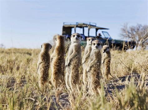 Walking With Meerkats In Botswana Discover Africa Safaris