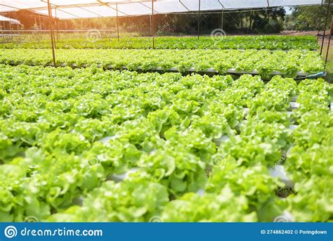 Hydroponic Plants Growing On Water Without Soil Agriculture Organic