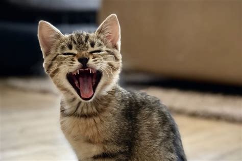 8 Ciri Ciri Kucing Sakit Yang Harus Di Waspadai