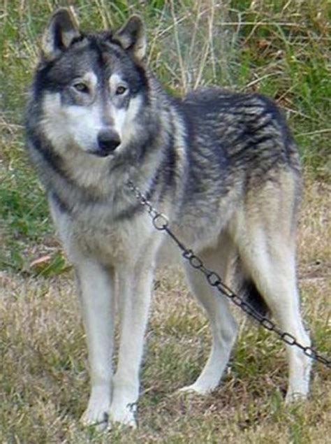 Wolf Hybrid Alaskan Malamute Wolf Mix Pets Lovers