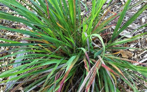 Do not expect a lot of growth until your plant is returned to the outdoors when the warm spring days return. Lemongrass - How to Grow it and Use it |The Prairie Homestead