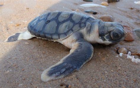 Flatback Sea Turtle Learn About Nature