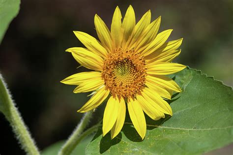 Sunflower Photograph By Michael Moriarty Fine Art America