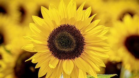 Closeup Photo Of Yellow Sunflower In Blur Yellow Sunflowers Field