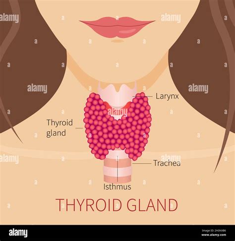 Thyroid Gland Illustration Stock Photo Alamy
