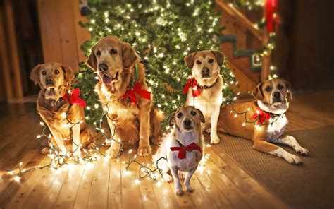 Holidays Christmas Seasonal Dogs Wallpapers Hd Desktop And Mobile