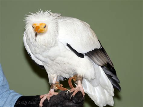 The egyptian vulture (neophron percnopterus) is a small old world vulture, found from southwestern europe and northern africa to southern asia. Ecobirder: Egyptian Vulture