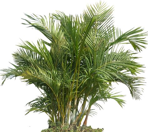 Tropical Plants Png Free Logo Image