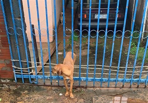 Cachorro fica entalado em grade de portão ao tentar escapar de briga em